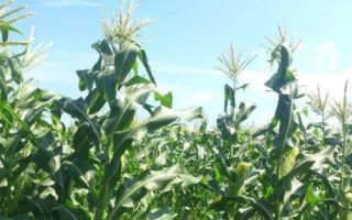 成單935玉米種子特征特性，注意防治灰斑病
