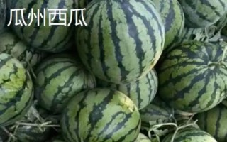 甘肅省酒泉市的特產(chǎn)水果，包括瓜州蜜瓜、瓜州西瓜等種類