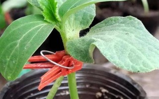 西瓜的嫁接砧木要注意什么，需具備抗病能力、適應(yīng)能力與親和性