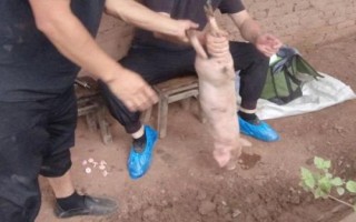 騸豬是什么時候開始的，起源于商代