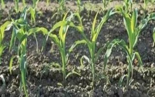 豐華17玉米種子特點，4月下旬至5月上旬播種