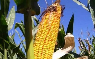 京甜紫花糯2號玉米品種簡介，每畝植3000株左右
