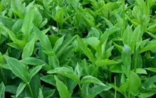 旱半夏簡介，多年生草本植物