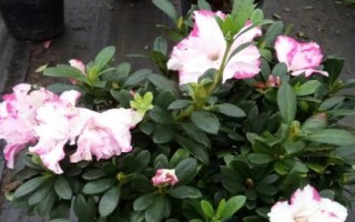 四季杜鵑的產(chǎn)地，除新疆和寧夏外各省區(qū)均有分布