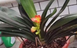 君子蘭葉子蔫了如何處理，需要管控光照和澆水等