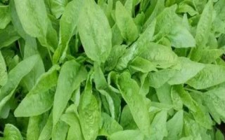 有機(jī)蔬菜與綠色蔬菜的區(qū)別，前者禁用化學(xué)物質(zhì)、后者按標(biāo)準(zhǔn)體系生產(chǎn)