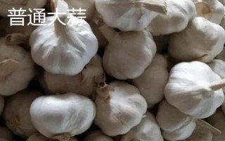 獨(dú)頭蒜和普通大蒜的區(qū)別，二者蒜瓣形態(tài)不同