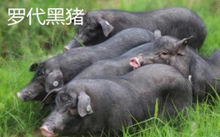 湖南長沙縣的特產(chǎn)，湘繡是中國四大名繡之一