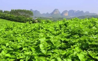桑園冬季管理事項(xiàng)，要做好清園工作