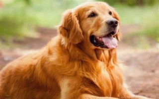 純種金毛的特征，眼睛呈深棕色、頭骨較寬微呈拱形