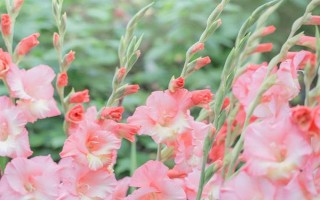 劍蘭的花語，不同顏色有不同的花語