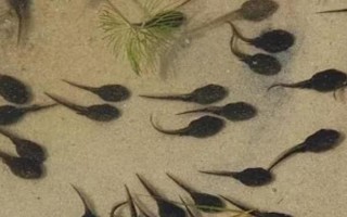 水魚(yú)吃什么食物，可喂食蛤蜊、小蝦、蝌蚪等