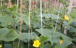 黃瓜打頂后還會(huì)結(jié)瓜嗎，打頂后還會(huì)結(jié)黃瓜