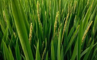 適合在農(nóng)村種植的農(nóng)作物，包括秋葵、香菜、小麥、水稻等品種