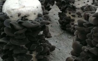 種木耳可以用哪些木頭，常使用柞樹(shù)、樺樹(shù)