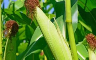 煙玉604玉米種子特點(diǎn)，全生育期102天左右