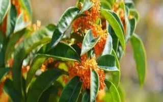 移栽大桂花樹的注意事項(xiàng)，應(yīng)選擇在初春或秋天