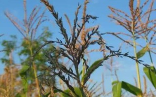 碩玉181玉米品種簡(jiǎn)介，平均生育期104.0天