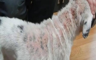 狗狗身上有皮屑的原因，可能是感染了皮膚病或營養(yǎng)不良等