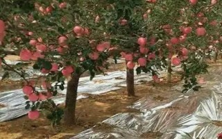 在蘋果樹下鋪設(shè)銀色地膜有什么作用，可反射太陽輻射、提高地溫
