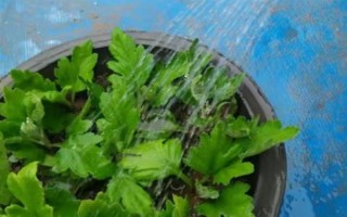 怎么養(yǎng)白晶菊，每隔7-10天左右澆水一次