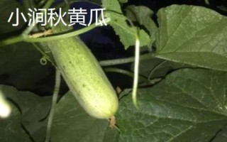 中國(guó)黃瓜之鄉(xiāng)在哪里，指的是山東曲堤鎮(zhèn)