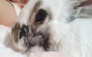 兔子臉上長膿包的治療方法，一般需要通過手術切除膿包