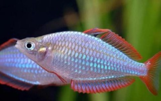 大眼虹銀漢魚(yú)好不好養(yǎng)，飼養(yǎng)難度比較大
