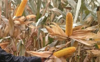 五福618玉米品種的特性，遼寧省春播生育期129天