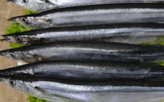 刀魚介紹，屬于鳀科、鱭屬、刀鱭種魚類