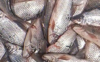 金海夕魚鉤適合釣什么魚，適合釣鯽魚、羅非魚、鲴魚等