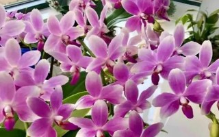 蝴蝶蘭的養(yǎng)護(hù)方法，適合在15-20℃左右生長