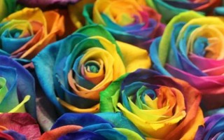 彩虹玫瑰的花語，花語為浪漫、夢幻、幸福等