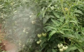 西紅柿噴施葉面肥的注意事項(xiàng)，幼果期跟采摘期要增加噴肥次數(shù)