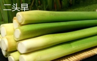 茭白的品種有哪些，這七個(gè)品質(zhì)佳且產(chǎn)量高