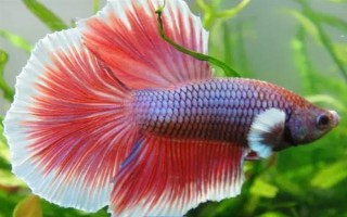 斗魚喂食要喂多少，成年魚喂到7-8成飽即可
