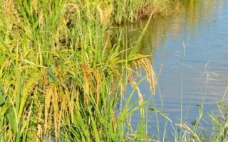 泰優(yōu)淦3號水稻品種簡介，秧田播種量每畝10-15公斤
