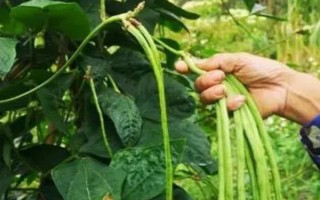 種豆角怎么施肥才能提高產(chǎn)量，幼苗期要追施1-2次人糞尿