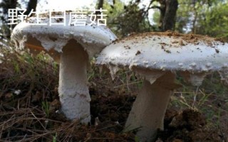二連浩特市的特產(chǎn)，包括牛羊卷肉和皮囊酒等種類(lèi)