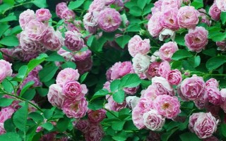 春天開哪些花，常見的有矮牽牛、杜鵑花等