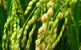 景觀紫2號水稻品種簡介，全生育期112.8天