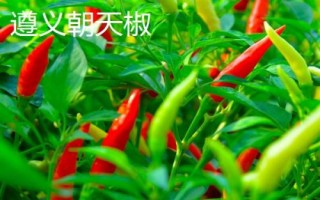 適合貴州種植的辣椒品種，是全國最大的辣椒交易市場