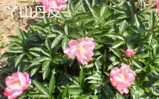 安徽南陵縣的特產(chǎn)，所產(chǎn)大米批準(zhǔn)為國家地理標(biāo)志保護(hù)產(chǎn)品