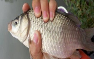 釣鯽魚(yú)用哪些小藥，麝香酒的吸引力較強(qiáng)