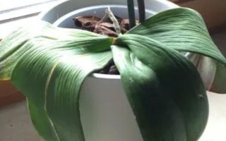 蝴蝶蘭的養(yǎng)護(hù)方法，適合在15-20℃左右生長