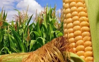 錦研617玉米種簡(jiǎn)介，密度3500株/畝左右