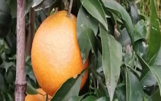 華美七號柑橘何時成熟，果實(shí)在10月中旬即成熟