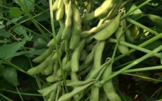 佳豆32大豆品種的特性，選擇中等肥力地塊種植