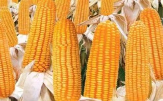 登海679玉米種子特點(diǎn)，應(yīng)選擇肥力較好的地塊種植