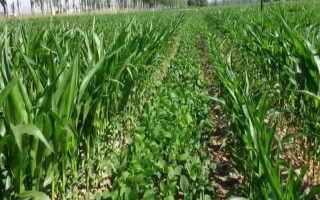 SS2052大豆種子介紹，在適應(yīng)區(qū)五月上旬播種